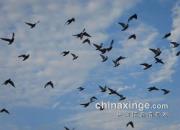 ͬ��һƬ������