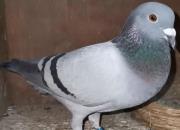 �ҵ����ظ����ھ��ص㣺�ָ�����