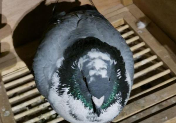 ����롱������