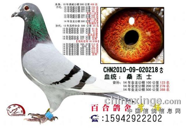 ���巢��+������������ȡʤ�Ĺؼ�