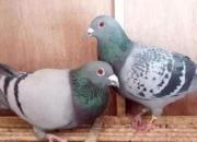 �������ɲ����� ���ԻͲ�����