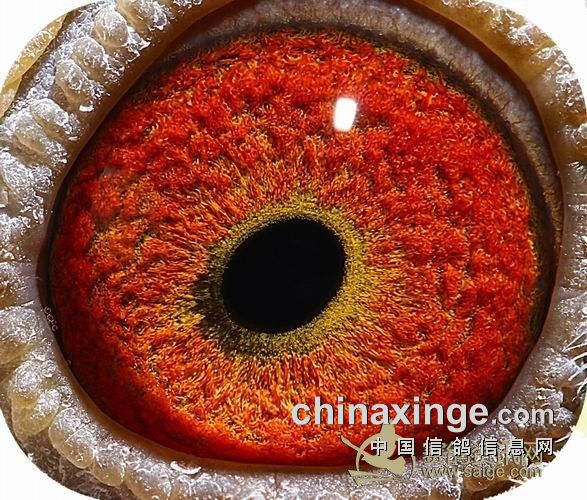 ���뾭���ܳ�������ʵս����Ӳ����