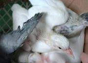 �ӷ�����ʼ 39�촿�ֹ�����ȫ��¼