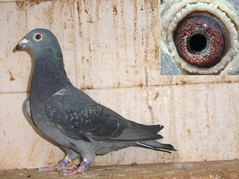 ֻ�С���Ѫ���ܷɳ�Զ�̣�