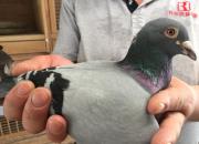 �������������˹��4��Ѫͳ