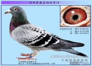 ����ղɭ���뵵��֮�����к�ƽ��