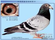 ����ղɭ�����������ۺ�����Ĥ