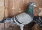 ������Ѫ��չʮ�� �������ظ����ھ�