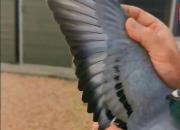 ���γɸ����Ǿ�Ѫͳ���ʳ�¯