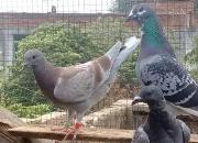 �����ܽ᣺���ر�����ھ� ˫�ظ����Ǿ�