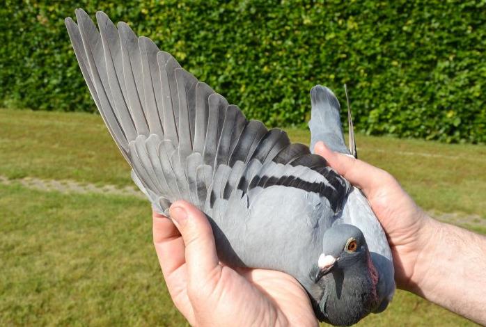 ����ʱ�׳������� ������1.5����ھ��뵮��