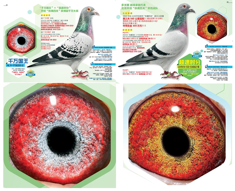 Ʒ��ŷ�߿�4��ƽ�����۾�������