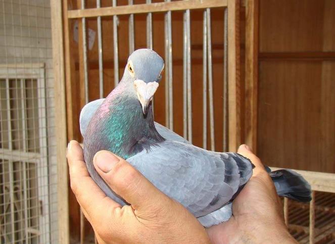 û�ɹ�1000Ԫ���϶���