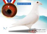 ��ɫ�����治�ʺϲ�����