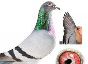 ��˹�ٸ����øǱȻ�Ѫ�Ŷ��λ