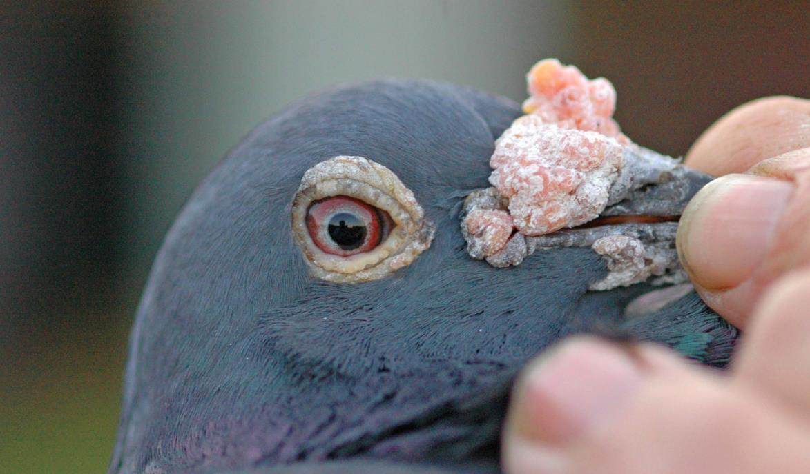 ������Ӷ��ٴα������᣿