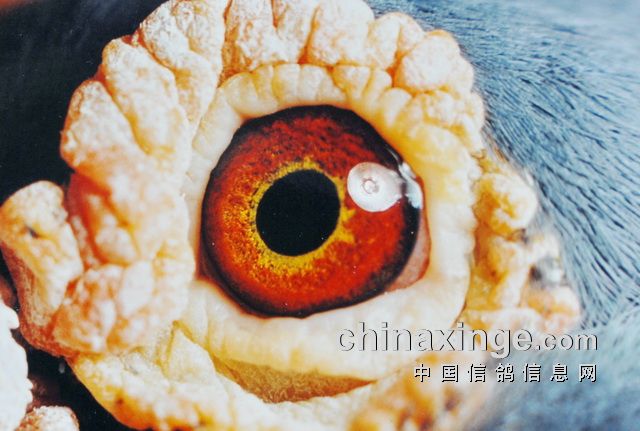 ���볬Զ�̻��ܻ�����