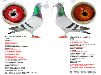 ����������սŷ��������3��ͬ���ֵ�