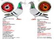 ����������սŷ��������3��ͬ���ֵ�