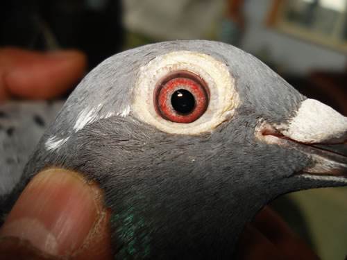 �㿴������