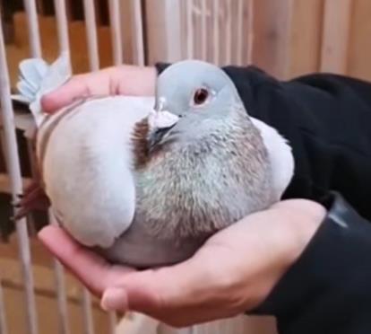 �Ǿ���Iһ���ǰ������6�� �񽱸�Ѫͳ���