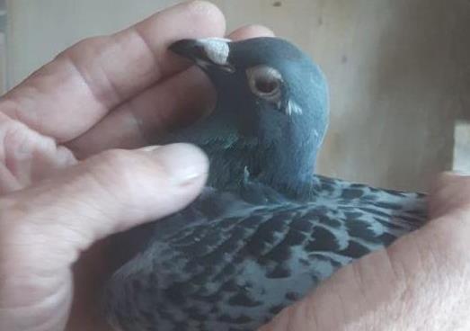 ������Ѫ���ɳ��ܹھ� �������������Ұ�