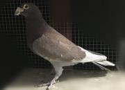 �����̹ھ��ָ� ���������