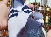 ɹɹ�ҵĶ����к� ������ֲ���������