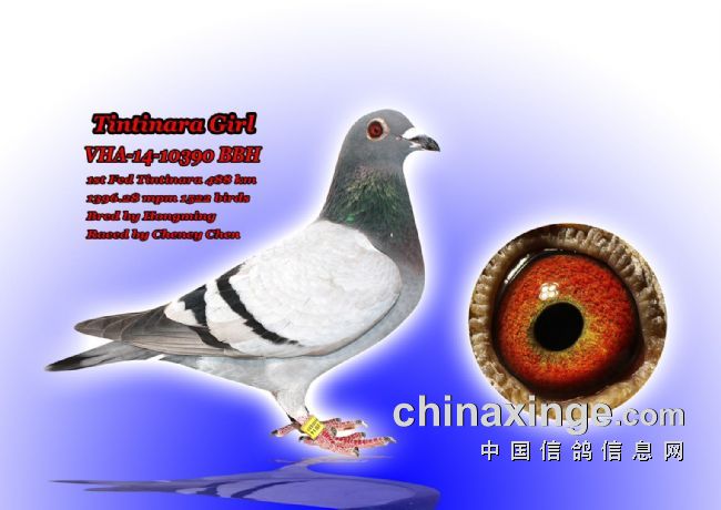 ���˸����ڰ��� �Ǳ��Ĵ��¶�ī�����ھ�