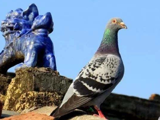 ������������Ŵ�