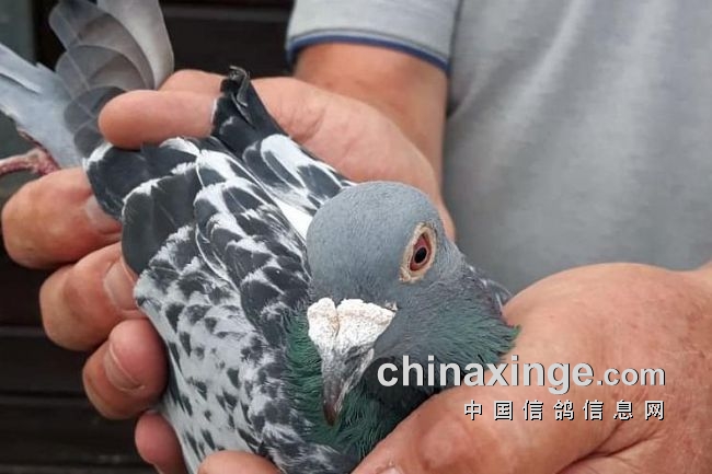 ŷ������������� �¹����Ѷ�8236���ܹھ�