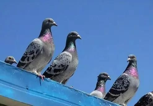 ���ۣ��й�����������Ȳ������⣿