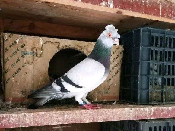 ���ƴ��硪�������Ĺ�Ѫ�߷ɸ�Ʒϵժ¼