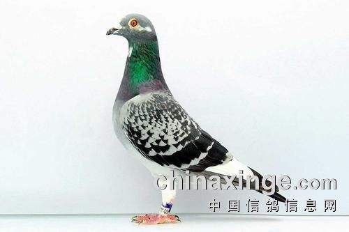 ����йھ�������ɫ��