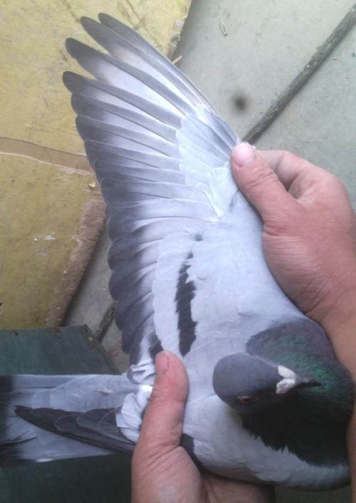 Ѫͳ������ʲô��