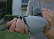 �����ֵ�������II���Ǽ���