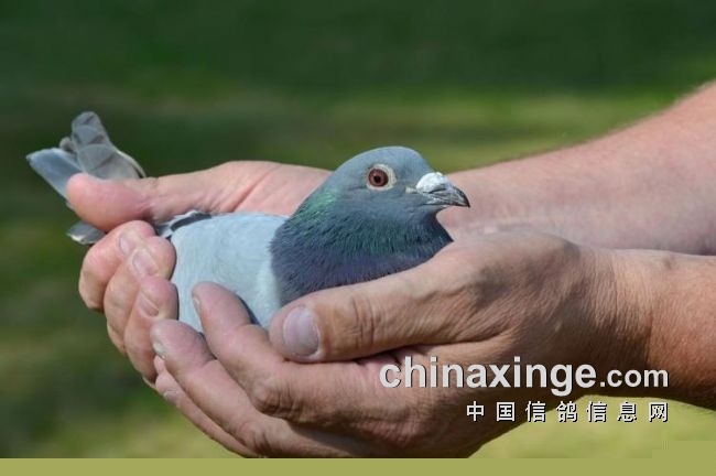 ���ſ�1.4��������Ұ� ����ھ������