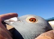 ʧ�����õ�һö�رȻ�