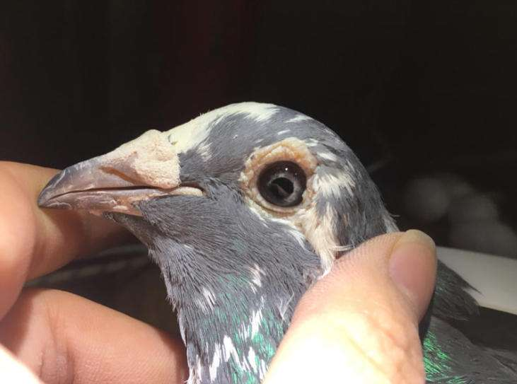 ��̸ѪͳѪԵѪϵ