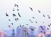 ս��֧Ԯ�����Ӵ� �ϰ೤ϲ����14��