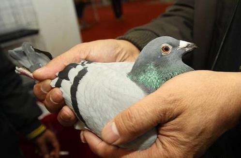 һ��ø���������ʲô�о���