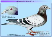 ����ղɭ���뵵��֮����69