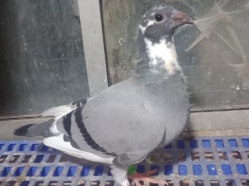 �͹���27��ս�� �������ջ�����