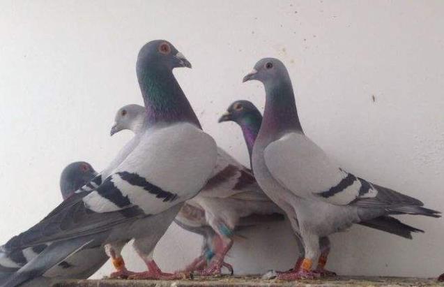 ѡ���ָ뽻������ �����������Źھ�