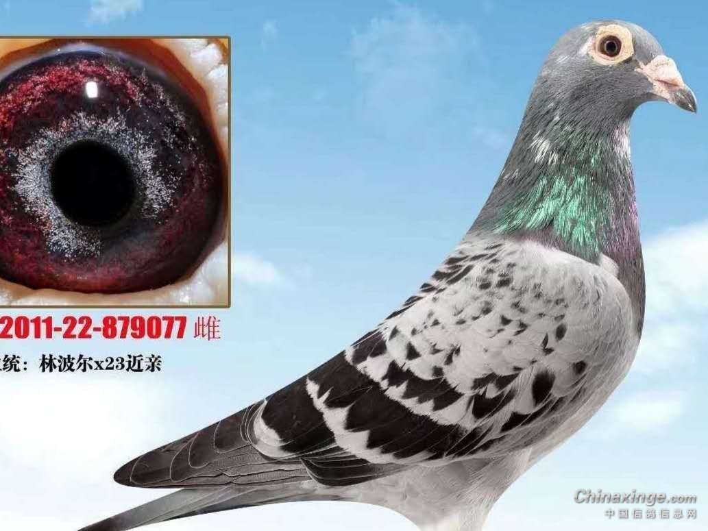 ���ۿ����������ֵĸ��Ӹ�Ҫ����