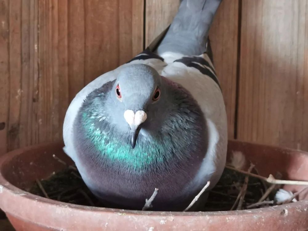 40�����������ٿ�������������Զ�̹鳲��