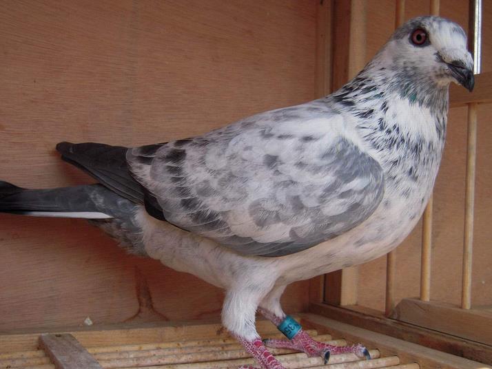 ��ɫ�ܴ���Ѫͳ��