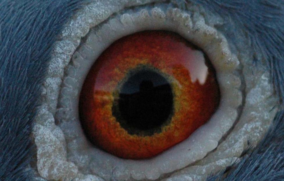 �ھ����벻����