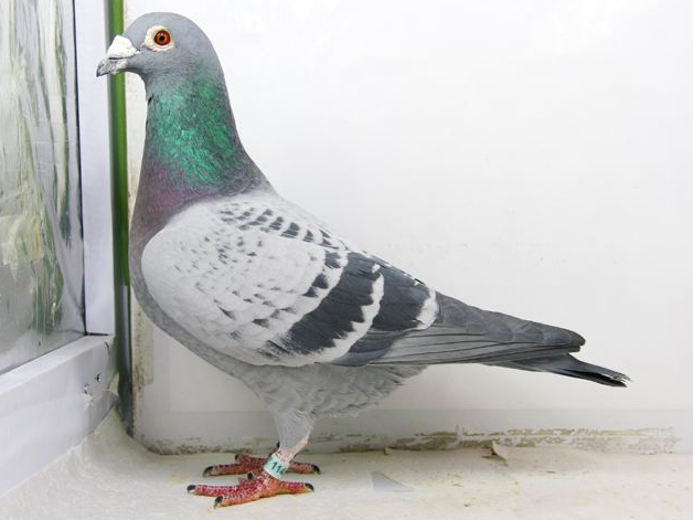 ���ۣ�Ϊʲô���󻧡��ܽ�����֤��һ�У�