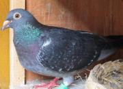 ʮ�������뾭�� ���밮��������